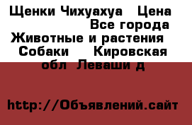 Щенки Чихуахуа › Цена ­ 12000-15000 - Все города Животные и растения » Собаки   . Кировская обл.,Леваши д.